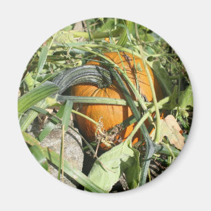 Íman Pumpkin Na Fotografia Da Vinha
