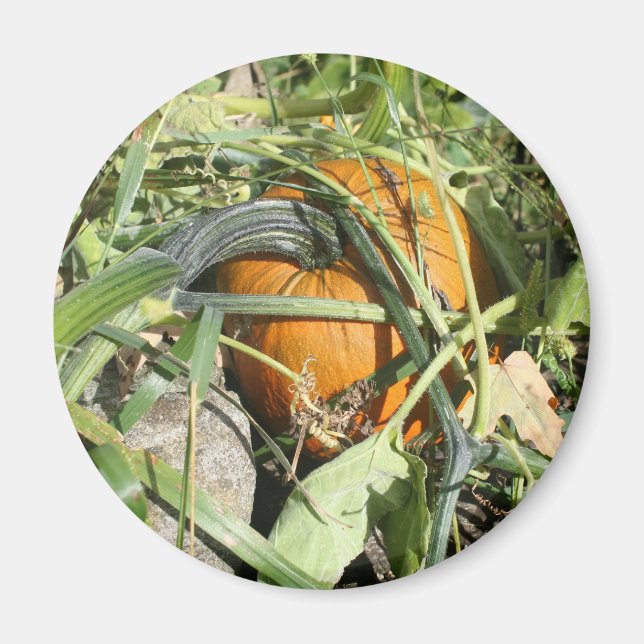 Íman Pumpkin Na Fotografia Da Vinha (Frente)