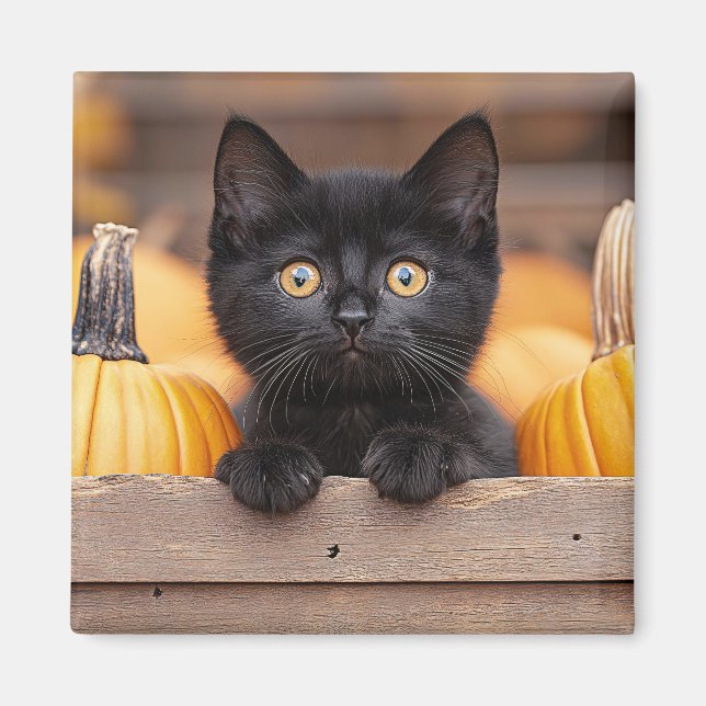 Íman Pumpkin Patch Kitten (Frente)