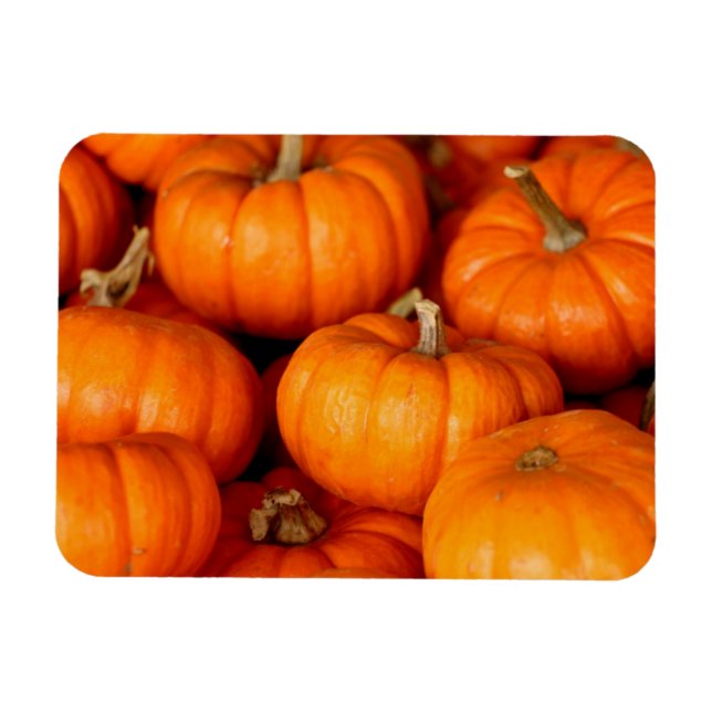 Íman Pumpkins (Horizontal)