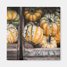 "PUMPKINS" COMIDA REFRIDGERATOR MAGNET