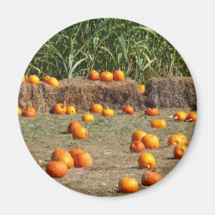 Íman Pumpkins, Milho e Fotografia de Colheita de outono