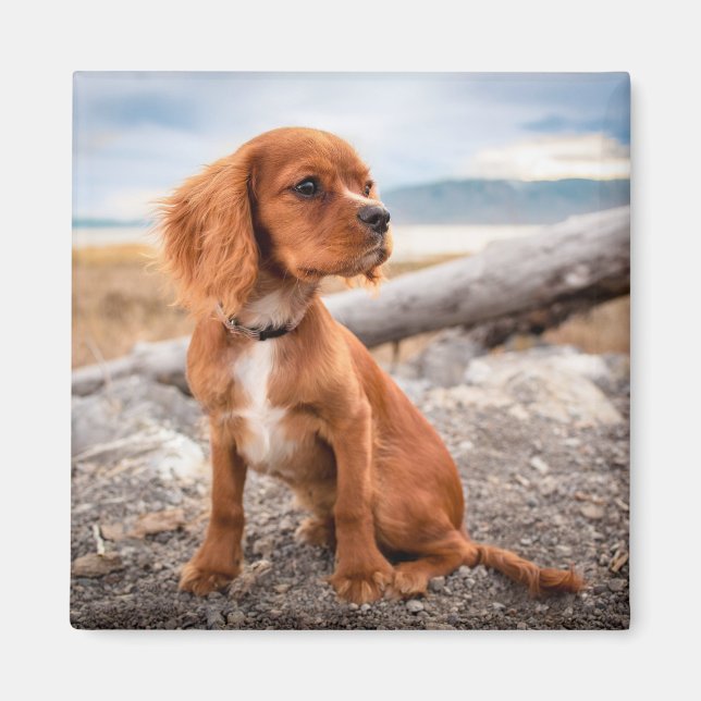 Íman Pup no ímã de férias (Frente)