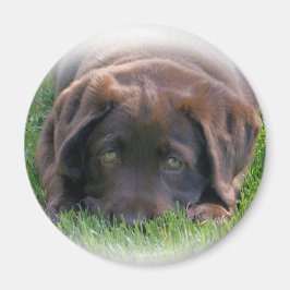 Íman Puppia de chocolate