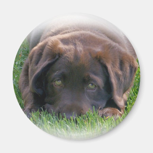 Íman Puppia de chocolate (Frente)