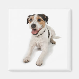 Íman puppie