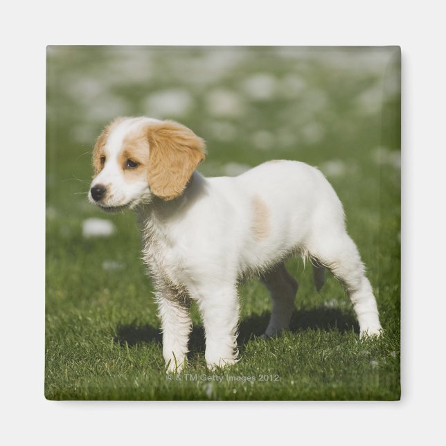 Íman Puppy 3 (Frente)