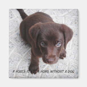 Íman Puppy Cote