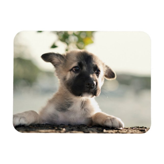 Íman Puppy do german shepherd sobre a borda (Horizontal)