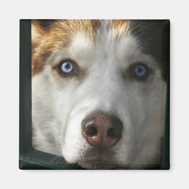 Íman Puppy Eyes Magnet (Frente)
