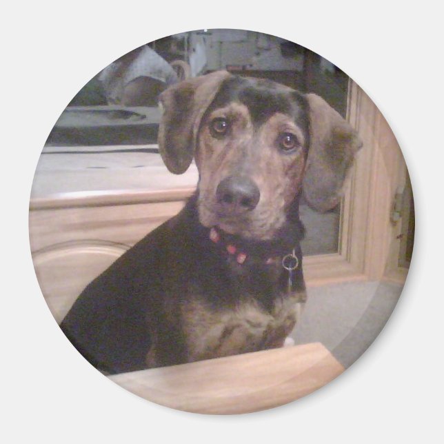 Íman Puppy Gaze Magnet (Frente)