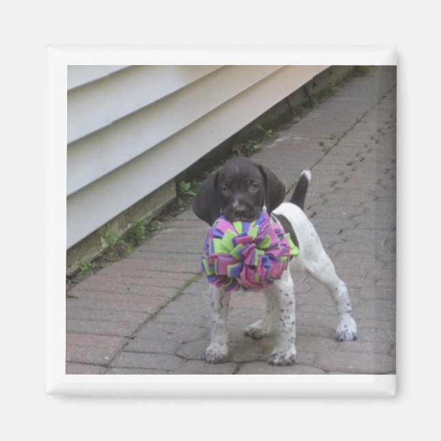 Íman puppy magnet (Frente)