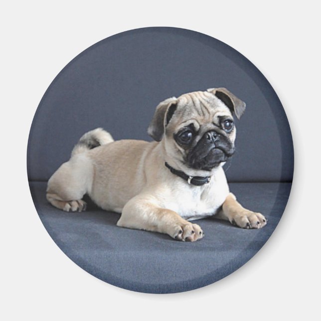 Íman Puppy No Soquinho (Frente)