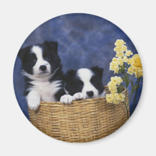 Íman Puppy Picture