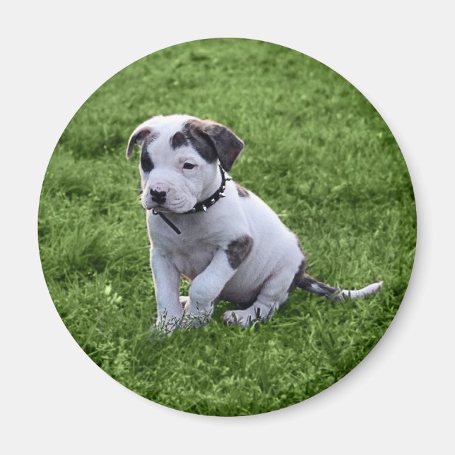 Íman Puppy Pit Bull T-Bone (Frente)