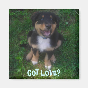 ÍMAN PUPPY, TEM AMOR?