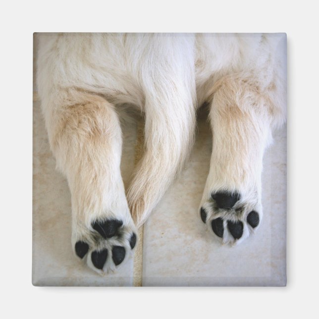Íman Puppy Toes do ouro Retriever (Frente)