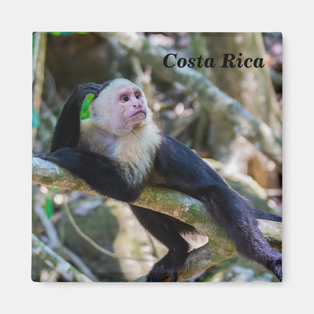 Íman Pura vida para macaco capuchinho branco (Frente)