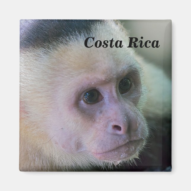 Íman Pura vida para macaco capuchinho de cabeça branca (Frente)