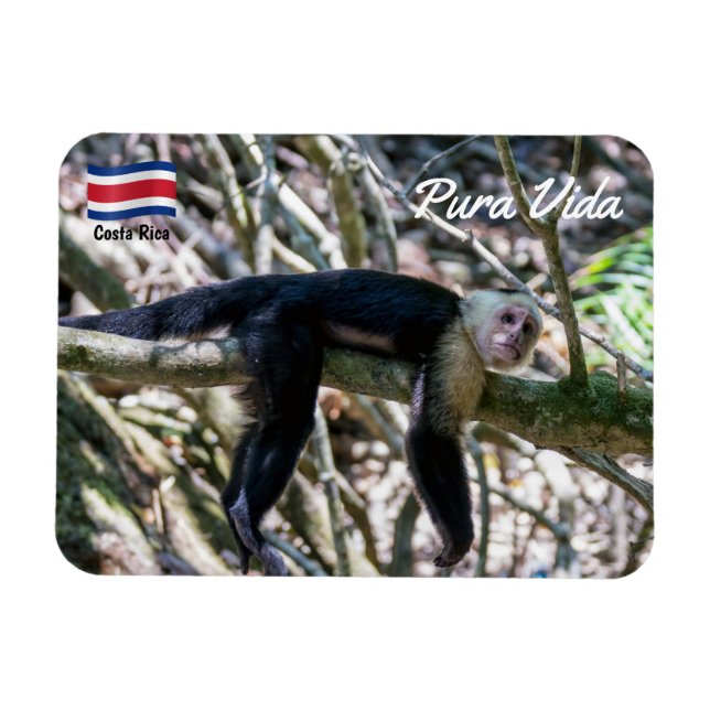 Íman Pura vida para macaco capuchinho de cabeça branca (Horizontal)