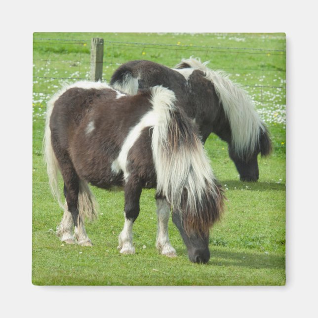 Íman Purebred Shetland Paint Ponies (Frente)