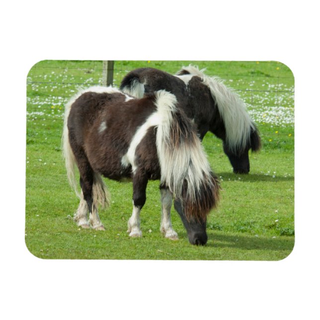 Íman Purebred Shetland Paint Ponies (Horizontal)