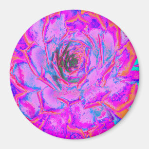 Íman Purple and Magenta Succulent Sedum Rosette
