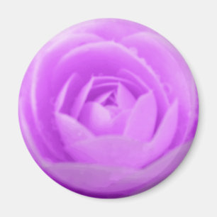Íman Purple Camellia Magnet