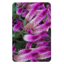 Íman Purple Celosia