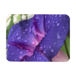 Íman Purple Dewdrop Morning Glory