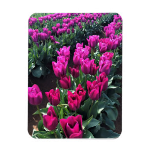 Íman Purple Flag Tulips, Oregon