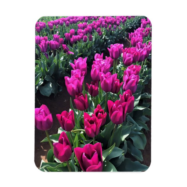 Íman Purple Flag Tulips, Oregon (Vertical)