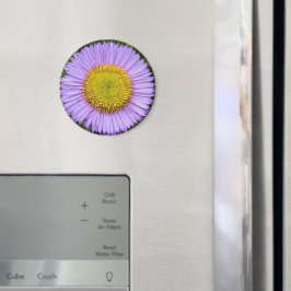 Íman Purple Fleabane Daisy Floral