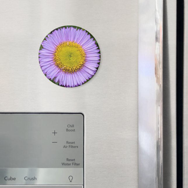 Íman Purple Fleabane Daisy Floral (In Situ (Fridge))