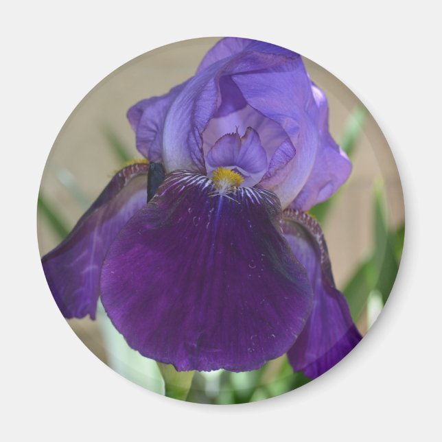 Íman Purple Iris (Frente)