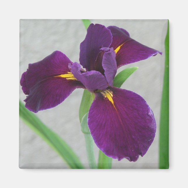 Íman Purple Iris (Frente)