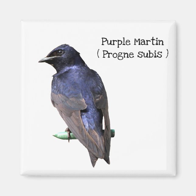 Íman Purple Martin (Frente)