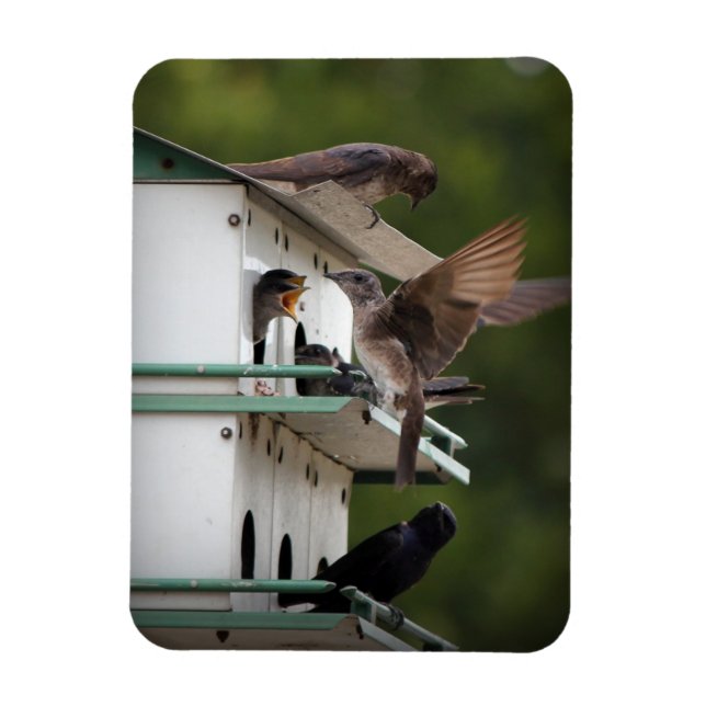 Íman Purple Martin Mates (Vertical)