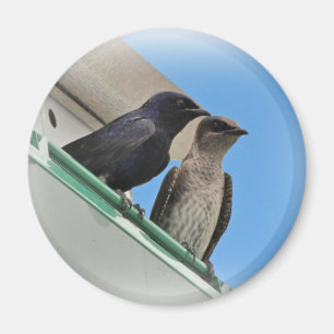 Íman Purple Martin Mates