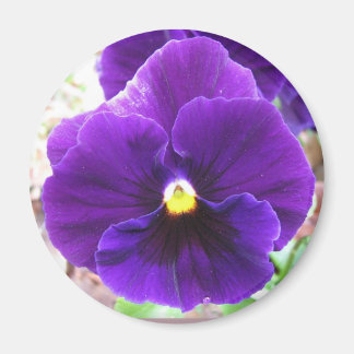 Íman Purple Pansy