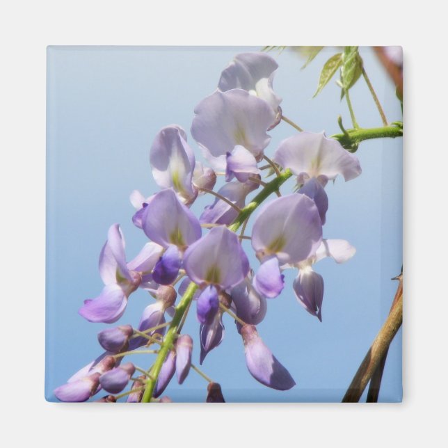 Íman Purple Wisteria (Frente)