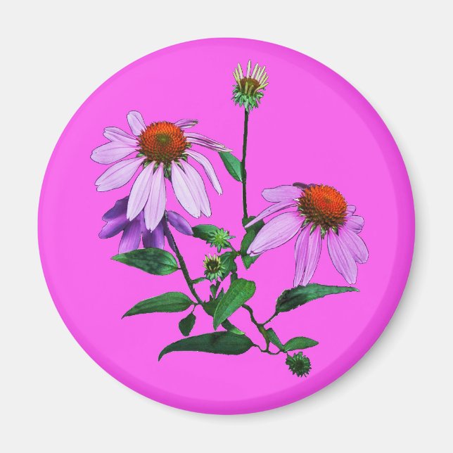 Íman Púrpura Coneflower A Rosa (Frente)