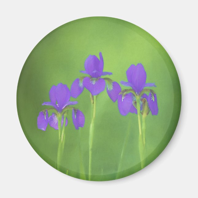 Íman Púrpura Iris - Arte Flor Original (Frente)