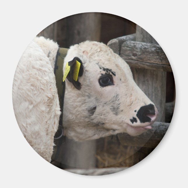 Íman Pustertal Pied Calf (Frente)