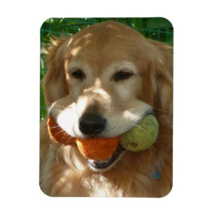 Íman Puzzle do Golden Retriever & Bolas de Tênis