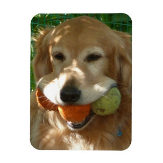 Íman Puzzle do Golden Retriever & Bolas de Tênis