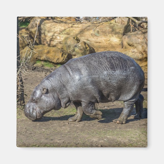 Íman Pygmy Hippo imã de geladeira (Frente)
