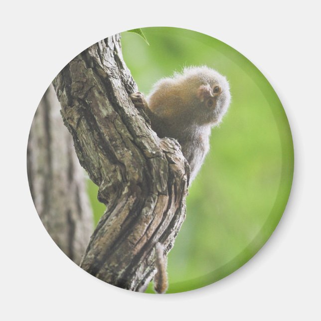 Íman Pygmy Marmoset (Frente)