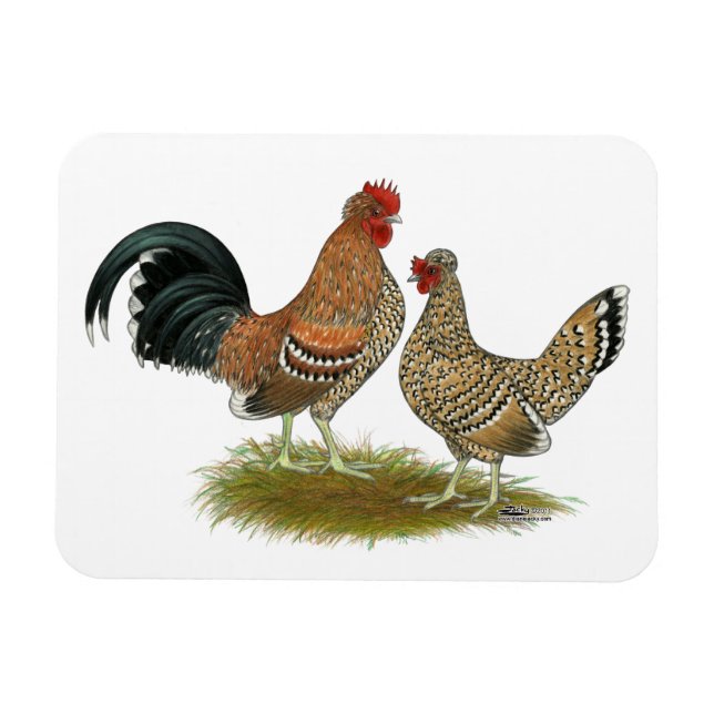 Íman Pyncheon Bantams (Horizontal)