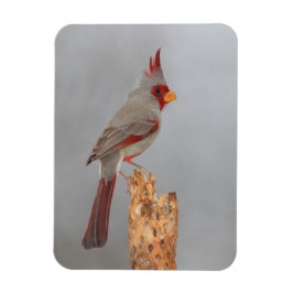 Íman Pyrrhuloxia em um galho